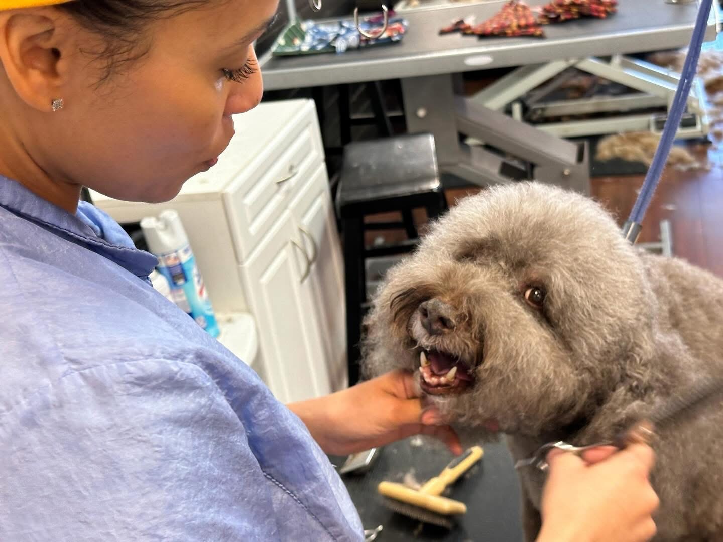 Small dog with bow after grooming